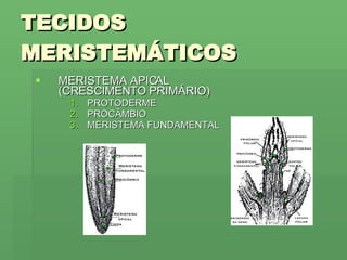 TECIDOS MERISTEMÁTICOS MERISTEMA APICAL (CRESCIMENTO PRIMÁRIO) PROTODERME PROCÂMBIO MERISTEMA FUNDAMENTAL 
