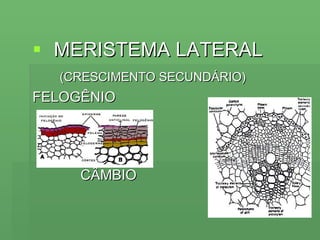 MERISTEMA LATERAL (CRESCIMENTO SECUNDÁRIO) FELOGÊNIO CÂMBIO 
