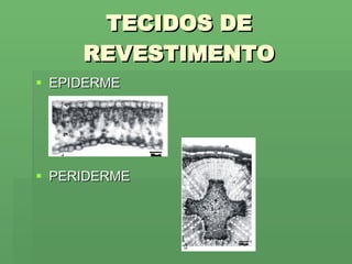 TECIDOS DE REVESTIMENTO EPIDERME  PERIDERME 