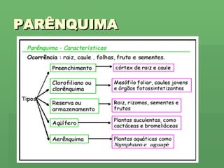 PARÊNQUIMA 