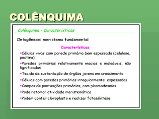 COLÊNQUIMA 