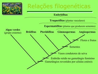 Relações filogenéticas
                                         Embriófitas

                                      Traqueófitas (plantas vasculares)

                                 Espermatófitas (plantas que produzem sementes)
 Algas verdes
(grupo externo)   Briófitas   Pteridófitas   Gimnospermas        Angiospermas


                                                                   Flores e frutos

                                                        Sementes

                                             Vasos condutores de seiva
                                      Embrião retido no gametângio feminino
                                  Gametângios revestidos por células estéreis
 