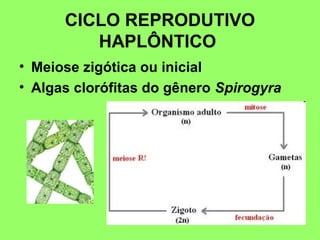 CICLO REPRODUTIVO
         HAPLÔNTICO
• Meiose zigótica ou inicial
• Algas clorófitas do gênero Spirogyra
 