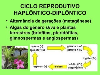 CICLO REPRODUTIVO
   HAPLÔNTICO-DIPLÔNTICO
• Alternância de gerações (metagênese)
• Algas do gênero Ulva e plantas
  terrestres (briófitas, pteridófitas,
  gimnospermas e angiospermas)
 