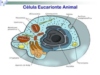 Célula Eucarionte Animal
 