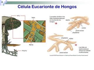 Célula Eucarionte de Hongos
 
