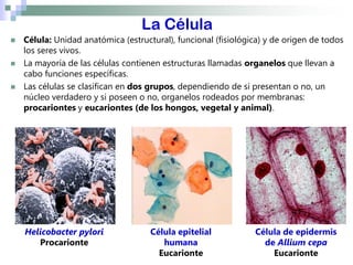 La Célula
 Célula: Unidad anatómica (estructural), funcional (fisiológica) y de origen de todos
los seres vivos.
 La may...