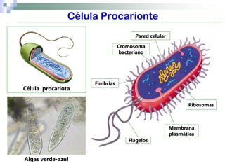 Célula Procarionte
Célula procariota
Pared celular
Membrana
plasmática
Cromosoma
bacteriano
Ribosomas
Flagelos
Fimbrias
Al...