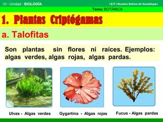 VI - Unidad : BIOLOGÍA
Tema: BOTÁNICA
I.E.P «Nuestra Señora de Guadalupe»
a. Talofitas
Son plantas sin flores ni raíces. Ejemplos:
algas verdes, algas rojas, algas pardas.
Ulvas - Algas verdes Gygartina - Algas rojas Fucus - Algas pardas
 