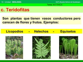 VI - Unidad : BIOLOGÍA
Tema: BOTÁNICA
I.E.P «Nuestra Señora de Guadalupe»
c. Teridofitas
Son plantas que tienen vasos conductores pero
carecen de flores y frutos. Ejemplos:
Licopodios - Helechos - Equisetos
 