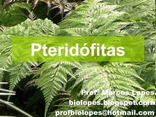 Pteridófitas

          Profº Marcos Lopes
      biolopes.blogspot.com
   profbiolopes@hotmail.com
 