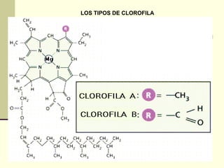 LOS TIPOS DE CLOROFILA
 
