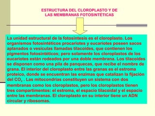 ESTRUCTURA DEL CLOROPLASTO Y DE
                 LAS MEMBRANAS FOTOSINTÉTICAS




La unidad estructural de la fotosíntesis es el cloroplasto. Los
organismos fotosintéticos procariotes y eucariotes poseen sacos
aplanados o vesículas llamadas tilacoides, que contienen los
pigmentos fotosintéticos; pero solamente los cloroplastos de los
eucariotes están rodeados por una doble membrana. Los tilacoides
se disponen como una pila de panquecas, que recibe el nombre de
grana. El interior del cloroplasto entre las granas es el estroma
proteico, donde se encuentran las enzimas que catalizan la fijación
del CO2 . Las mitocondrias constituyen un sistema con dos
membranas como los cloroplastos, pero los cloroplastos tienen
tres compartimentos: el estroma, el espacio tilacoidal y el espacio
entre las membranas. El cloroplasto en su interior tiene un ADN
circular y ribosomas.
 