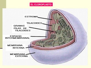 EL CLOROPLASTO
 