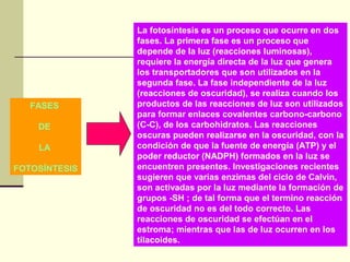 La fotosíntesis es un proceso que ocurre en dos
               fases. La primera fase es un proceso que
               depende de la luz (reacciones luminosas),
               requiere la energía directa de la luz que genera
               los transportadores que son utilizados en la
               segunda fase. La fase independiente de la luz
               (reacciones de oscuridad), se realiza cuando los
   FASES       productos de las reacciones de luz son utilizados
               para formar enlaces covalentes carbono-carbono
    DE         (C-C), de los carbohidratos. Las reacciones
               oscuras pueden realizarse en la oscuridad, con la
    LA         condición de que la fuente de energía (ATP) y el
               poder reductor (NADPH) formados en la luz se
FOTOSÍNTESIS   encuentren presentes. Investigaciones recientes
               sugieren que varias enzimas del ciclo de Calvin,
               son activadas por la luz mediante la formación de
               grupos -SH ; de tal forma que el termino reacción
               de oscuridad no es del todo correcto. Las
               reacciones de oscuridad se efectúan en el
               estroma; mientras que las de luz ocurren en los
               tilacoides.
 