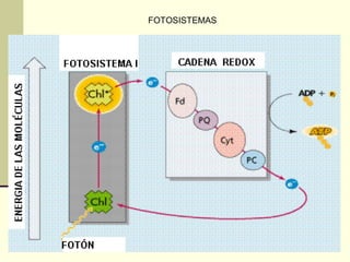 FOTOSISTEMAS
 