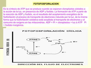 FOTOFOSFORILACION

Es la síntesis de ATP que se produce cuando se exponen cloroplastos aislados a
la acción de la luz, en presencia de ADP y fosfato. La formación de ATP a partir de
la reacción de ADP y fosfato, es el resultado del acoplamiento energético de la
fosforilación al proceso de transporte de electrones inducido por la luz, de la misma
forma que la fosforilación oxidativa está acoplada al transporte de electrones y al
consumo de oxígeno en las mitocondrias. ADP + Pi + cloroplastos + luz à ATP Pi
= fosfato inorgánico.
 