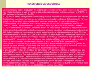 REACCIONES DE OSCURIDAD

Las reacciones de fijación o reducción del carbono, son conocidas también como reacciones de oscuridad
(son independientes de la luz), sin embargo dos sustancias producidas en la luz, como son el NADPH y el
ATP participan en la reducción del CO 2.
El CO2 pasa al interior de organismos unicelulares y de otros autótrofos acuáticos por difusión y no a través
de estructuras especiales; mientras que las plantas terrestres deben protegerse de la desecación y en ese
sentido han desarrollado estructuras llamadas estomas, que permiten el intercambio gaseoso.
En el estroma de los cloroplastos se encuentran presentes las enzimas que intervienen en el Ciclo de
Calvin. El Ciclo de Calvin fue estudiado y descubierto en un alga verde unicelular, llamada Chlorella.
El CO2 se combina con la ribulosa 1,5 bifosfato (RUBP- es un azúcar de 5 carbonos ), mediante la acción
de la enzima ribulosa bifosfato carboxilasa oxigenasa o rubisco. La rubisco constituye aproximadamente el
50% de las proteínas del cloroplasto y se piensa que es la proteína más abundante en la tierra. El primer
producto estable de la fijación de CO 2 es el ácido-3-fosfoglicérico ( PGA), un compuesto de 3 carbonos. En
el ciclo se fijan 6 moles de CO2 a 6 moles de ribulosa 1,5 bifosfato, y se forman 12 moles de PGA. La
energía del ATP, producido en la luz es utilizada para fosforilar el PGA y se forman 12 moles de ácido 1,3
difosfoglicérico, el cual es reducido luego mediante la acción de 12 NADPH a gliceraldehido-3-
fosfato( PGAL). Dos moles de gliceraldehido-3-fosfato son removidas del ciclo para fabricar glucosa. El
resto de los moles de PGAL se convierten en 6 moles de ribulosa-5-fosfato, que al reaccionar con 6 ATP,
regenera 6 moles de ribulosa 1,5 bifosfato, que da comienzo al ciclo de nuevo.
El gliceraldehido-3-fosfato producido en los cloroplastos sirve de intermediario en la glucólisis. Una gran
parte del PGAL que permanece en los cloroplastos se transforma en el estroma, en almidón, que es un
carbohidrato de reserva. Otra parte del PGAL es exportado al citosol, donde se convierte en fructosa-6-
fosfato y glucosa-1-fosfato. La glucosa-1-fosfato se transforma en el nucleótido UDP-glucosa, que al
combinarse con la fructosa-6-fosfato forma la sacarosa fosfato, que es el precursor inmediato de la
sacarosa. El disácarido sacarosa es la principal forma en que los azucares se transportan a través del
floema, desde las hojas hasta los sitios de la planta donde son requeridos. Es bueno hacer notar que todas
las reacciones del Ciclo de Calvin, son catalizadas por enzimas específicas.
 