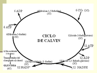 Botánica  de la  raíz