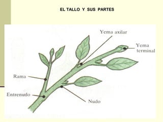 EL TALLO Y SUS PARTES
 