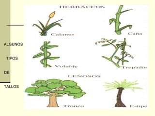 ALGUNOS


TIPOS


DE


TALLOS
 