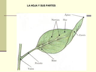 LA HOJA Y SUS PARTES
 