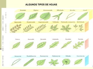 ALGUNOS TIPOS DE HOJAS
 