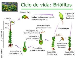 Ciclo de vida: Briófitas
Cápsula (2n)
Meiose no interior da cápsula,
formando esporos (n)
Esporos (n)
eliminados
da cápsula
Gametófito
masculino (n)
Gametófito
feminino (n)
GametófitEsporófito(2n)
Pé
Haste
Cápsula
Anterídio (n)
(gametângio
masculino)
Anterozóides (n)
(gametas masculinos)
Arquegônio (n)
(gametângio feminino)
Oosfera (n)
(gameta feminino)
Fecundação
e divisão mitóticaArquegônio (n)
com embrião (2n)
Germinação
 