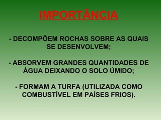 IMPORTÂNCIA
- DECOMPÕEM ROCHAS SOBRE AS QUAIS
SE DESENVOLVEM;
- ABSORVEM GRANDES QUANTIDADES DE
ÁGUA DEIXANDO O SOLO ÚMIDO;
- FORMAM A TURFA (UTILIZADA COMO
COMBUSTÍVEL EM PAÍSES FRIOS).
 