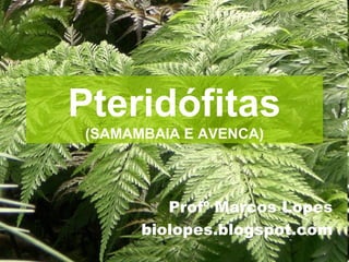 Pteridófitas
(SAMAMBAIA E AVENCA)
Profº Marcos Lopes
biolopes.blogspot.com
 