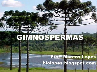 GIMNOSPERMAS
Profº Marcos Lopes
biolopes.blogspot.com
 