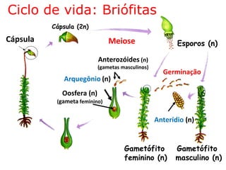 Ciclo de vida: Briófitas
          Cápsula (2n)

Cápsula                        Meiose                    Esporos (n)

                           Anterozóides (n)
                           (gametas masculinos)
                                                    Germinação
             Arquegônio (n)
             Oosfera (n)
           (gameta feminino)


                                                  Anterídio (n)


                                     Gametófito         Gametófito
                                     feminino (n)       masculino (n)
 