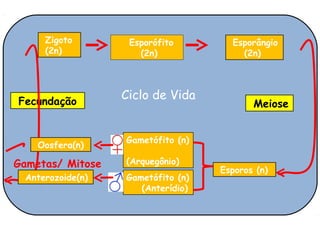 Zigoto        Esporófito        Esporângio
     (2n)            (2n)              (2n)




Fecundação
                  Ciclo de Vida
                                          Meiose


                  Gametófito (n)
    Oosfera(n)

Gametas/ Mitose   (Arquegônio)
                                   Esporos (n)
 Anterozoide(n)   Gametófito (n)
                     (Anterídio)
 