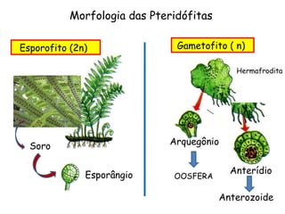 Morfologia das Pteridófitas

Esporofito (2n)                Gametofito ( n)

                                            Hermafrodita




  Soro                       Arquegônio


              Esporângio                   Anterídio
                              OOSFERA

                                         Anterozoide
 