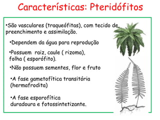 Características: Pteridófitos
•São vasculares (traqueófitas), com tecido de,
preenchimento e assimilação.
 •Dependem da água para reprodução
 •Possuem raiz, caule ( rizoma),
 folha ( esporófito).
 •Não possuem sementes, flor e fruto

 •A fase gametofítica transitória
 (hermafrodita)

 •A fase esporofítica
 duradoura e fotossintetizante.
 