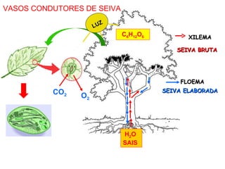 VASOS CONDUTORES DE SEIVA
                       Z
                     LU
                            C6H12O6          XILEMA

                                         SEIVA BRUTA




                                          FLOEMA
          CO2                         SEIVA ELABORADA
                O2




                            H2O
                            SAIS
 