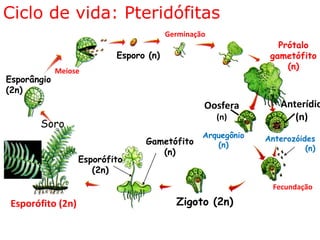 Ciclo de vida: Pteridófitas
                                        Germinação
                                                                 Prótalo
                           Esporo (n)                          gametófito
             Meiose
                                                                   (n)
Esporângio
(2n)
                                                 Oosfera          Anterídio
                                                     (n)             (n)
       Soro
                                                 Arquegônio   Anterozóides
                                 Gametófito         (n)                 (n)
                                    (n)
                   Esporófito
                      (2n)
                                                                Fecundação

 Esporófito (2n)                          Zigoto (2n)
 