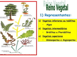 1) Representantes:
a) Vegetais inferiores ou talófitas
   •   Algas
a) Vegetais intermediários
   •   Briófitas e Pteridófitas
a) Vegetais superiores
   •   Gimnosperma e Angiosperma
 