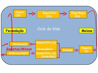 Zigoto          Esporófito         Esporângio
      (2n)              (2n)               (2n)




Fecundação
                  Ciclo de Vida                 Meiose


                  Gametófito (n)
    Oosfera(n)
Gametas/Mitose    (Arquegônio)                  Esporos
                                   Prótalo        (n)
 Anterozoide(n)   Gametófito (n)
                     (Anterídio)
 