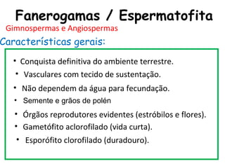 Fanerogamas / Espermatofita
 Gimnospermas e Angiospermas
Características gerais:
  • Conquista definitiva do ambiente terrestre.
   • Vasculares com tecido de sustentação.
   • Não dependem da água para fecundação.
   • Semente e grãos de polén
   • Órgãos reprodutores evidentes (estróbilos e flores).
   • Gametófito aclorofilado (vida curta).
    • Esporófito clorofilado (duradouro).
 