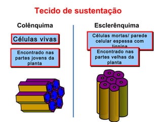 Tecido de sustentação
 Colênquima          Esclerênquima
                    Células mortas/ parede
                    Células mortas/ parede
Células vivas
Células vivas        celular espessa com
                     celular espessa com
                            lignina
                             lignina
 Encontrado nas
 Encontrado nas       Encontrado nas
                      Encontrado nas
partes jovens da
partes jovens da     partes velhas da
                     partes velhas da
     planta
     planta               planta
                          planta
 
