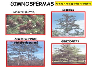GIMNOSPERMAS         Gimno = nua; sperma = semente

                          Sequoias
Coniferas (CONES)




Araucária (PINUS)-
pinheiro do paraná       GINKGOFITAS
 