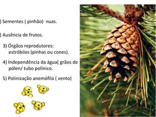 ) Sementes ( pinhão) nuas.

) Ausência de frutos.

 3) Órgãos reprodutores:
    estróbilos (pinhas ou cones).
 4) Independência da água( grãos de
    pólen/ tubo polínico.
 5) Polinização anemófila ( vento)
 