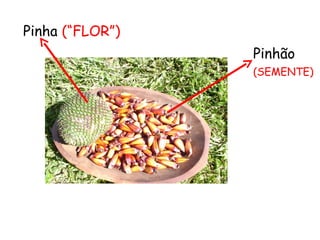 Pinha (“FLOR”)
                 Pinhão
                 (SEMENTE)
 