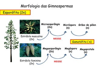 Morfologia das Gimnospermas
Esporófito (2n)


                                Microesporângio    Micrósporo   Grãos de pólen
                                     (2n)            (n)              (n)


           Estróbilo masculino
                  (2n)                   MEIOSE
                                                          Gametófito ( n)

                                 Megaesporângio     Megásporo    Megaprotalo
                                     (2n)              (n)          (n)


           Estróbilo feminino             MEIOSE
                   (2n)
 