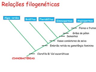 Relações filogenéticas

Algas verdes
               Briófitas     Pteridófitas
                                            Gimnospermas      Angiospermas


                                                               Flores e frutos

                                                          Grãos de pólen
                                                      Sementes
                                             Vasos condutores de seiva

                                      Embrião retido no gametângio feminino


                           Clorofila B/ Cel eucarióticas
      CIANOBACTÉRIAS
 