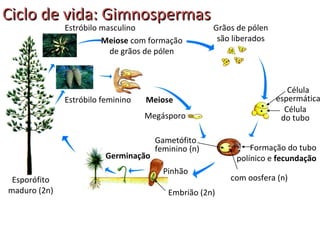 Ciclo de vida: Gimnospermas
              Estróbilo masculino                    Grãos de pólen
                        Meiose com formação           são liberados
                          de grãos de pólen



                                                                         Célula
              Estróbilo feminino   Meiose                             espermática
                                                                        Célula
                                   Megásporo                           do tubo

                                      Gametófito
                                      feminino (n)            Formação do tubo
                         Germinação                       polínico e fecundação
                                        Pinhão
 Esporófito                                              com oosfera (n)
maduro (2n)                              Embrião (2n)
 