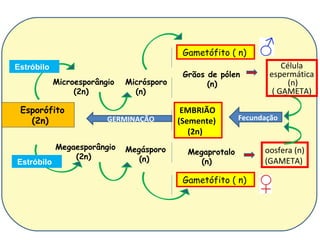 Gametófito ( n)
Estróbilo                                                             Célula
                                            Grãos de pólen        espermática
            Microesporângio   Micrósporo          (n)                   (n)
                 (2n)           (n)                                ( GAMETA)

 Esporófito                                 EMBRIÃO
   (2n)                  GERMINAÇÃO        (Semente)       Fecundação
                                              (2n)
            Megaesporângio    Megásporo                          oosfera (n)
                                             Megaprotalo
                (2n)             (n)
Estróbilo                                       (n)              (GAMETA)

                                            Gametófito ( n)
 
