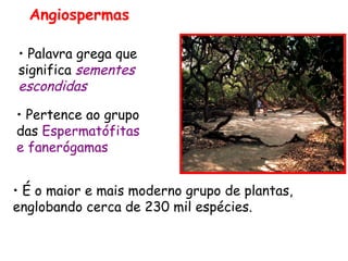 Angiospermas

• Palavra grega que
significa sementes
escondidas

• Pertence ao grupo
das Espermatófitas
e fanerógamas


• É o maior e mais moderno grupo de plantas,
englobando cerca de 230 mil espécies.
 