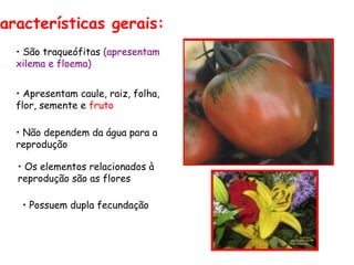 aracterísticas gerais:
  • São traqueófitas (apresentam
  xilema e floema)


  • Apresentam caule, raiz, folha,
  flor, semente e fruto

  • Não dependem da água para a
  reprodução

  • Os elementos relacionados à
  reprodução são as flores

   • Possuem dupla fecundação
 